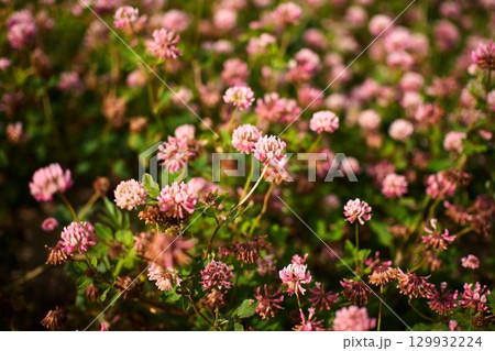 A garden filled with clover flowers showcases a display of delicate pink blooms amidst rich green leaves 129932224