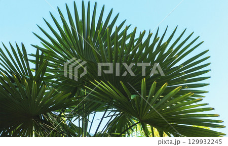Palm leaves 129932245