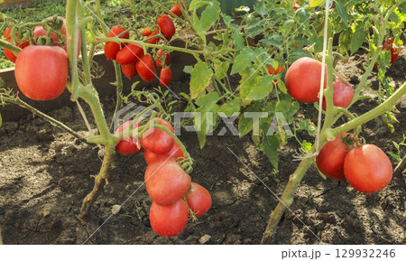 Red tomatoes in a bed 129932246