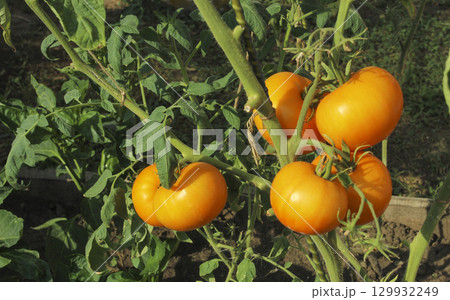 Yellow tomatoes in a bed 129932249