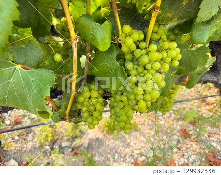 Close up of grapes hanging on branch. Hanging grapes. Grape farming 129932336