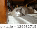 日差しのなかで眠る猫 129932715