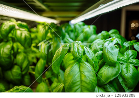 In greenhouse rows of Genovese Basil juicy green leaves germinate under phytolamps. Plant business In greenhouse rows of Genovese Basil juicy green leaves germinate under phytolamps. Plant business 129932809