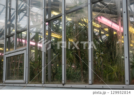 Greenhouse with plants and cactus under ultraviolet phytolamp with ultraviolet light for cultivation 129932814
