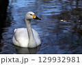 水浴びを終えて泳ぐハクチョウ 129932981