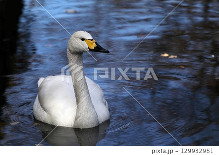 水浴びを終えて泳ぐハクチョウ 水浴びを終えて泳ぐハクチョウ 129932981