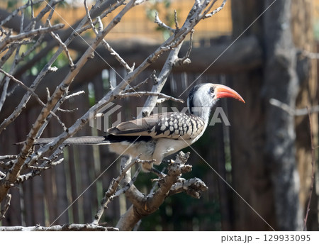 Red-billed hornbill (lat.- Tockus erythrorhynchus) 129933095