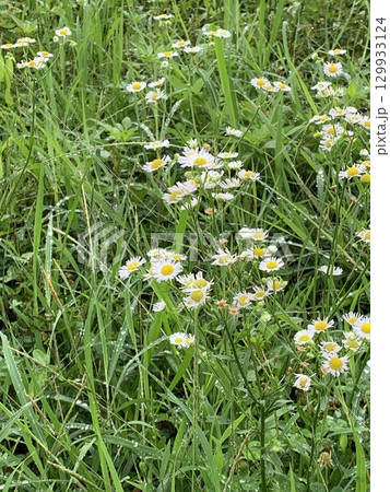 雨に濡れるハルジオン 雨に濡れるハルジオン 129933124