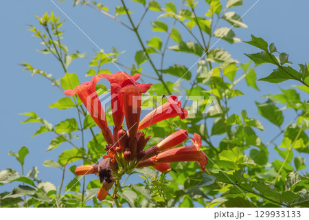 Red tecoma vine flowers against a blue sky background. 129933133