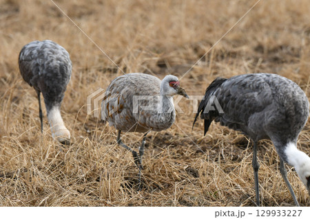 冬に九州の出水に飛来する珍しい鳥、ツルの仲間のカナダヅル 冬に九州の出水に飛来する珍しい鳥、ツルの仲間のカナダヅル 129933227