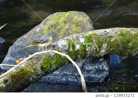 小川や公園で冬から初夏に見られる黄色の美しい野鳥キセキレイ 129933271