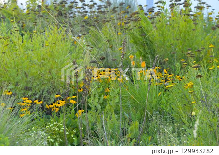 Coreopsis is a genus of flowering flowers in the Asteraceae family. Common names include calliopsis and tickseed, a name shared with various other plants. The concept of a summer meadow full of Coreopsis is a genus of flowering flowers in the Asteraceae family. Common names include calliopsis and tickseed, a name shared with various other plants. The concept of a summer meadow full of 129933282