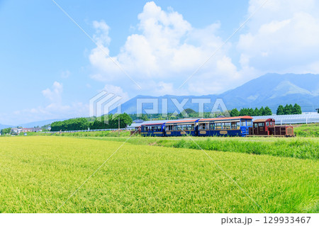夏の田園地帯を走るトロッコ列車ゆうすげ号　南阿蘇鉄道 129933467