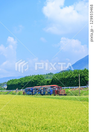 夏の田園地帯を走るトロッコ列車ゆうすげ号 南阿蘇鉄道 夏の田園地帯を走るトロッコ列車ゆうすげ号 南阿蘇鉄道 129933468