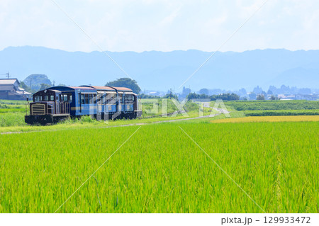 夏の田園地帯を走るトロッコ列車ゆうすげ号　南阿蘇鉄道 129933472