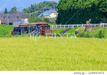 夏の田園地帯を走るトロッコ列車ゆうすげ号 南阿蘇鉄道 夏の田園地帯を走るトロッコ列車ゆうすげ号 南阿蘇鉄道 129933473