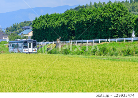 夏の田園地帯を走るMT-4000系　南阿蘇鉄道　熊本県阿蘇郡 129933474