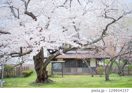 松前城の桜 129934157