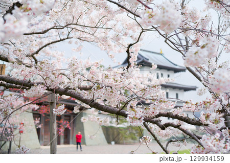 松前城の桜 松前城の桜 129934159