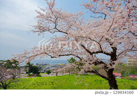 松前城の桜 松前城の桜 129934160