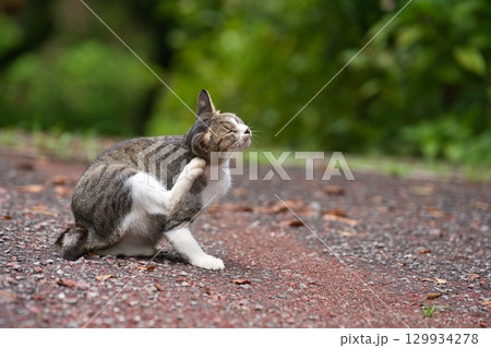 公園の野良猫 129934278