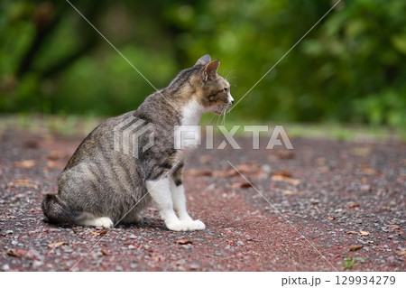 公園の野良猫 129934279