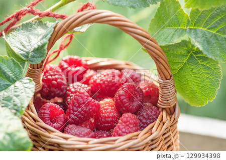 Ripe red raspberries in a wicker picture made of vines on a nature background. Ripe red raspberries in a wicker picture made of vines on a nature background. 129934398