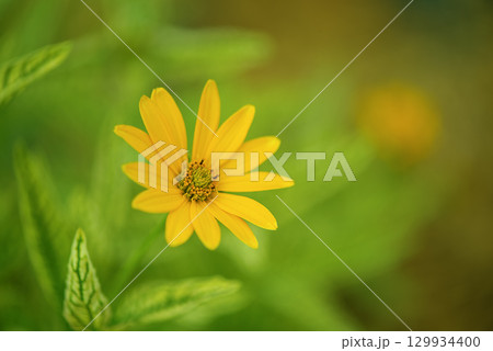 Yellow flower on a green natural background. Yellow flower on a green natural background. 129934400