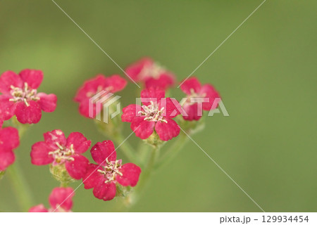Pink flowers of garden ornamental yarrow on a blurred natural green background. 129934454