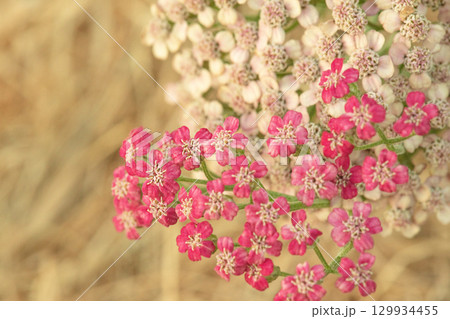 Pink and beige yarrow flowers on a blurred hay background. 129934455