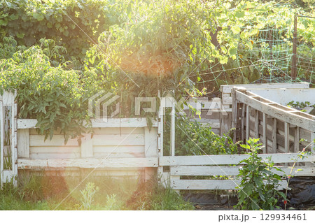 A vegetable garden in warm beds behind a white fence. 129934461