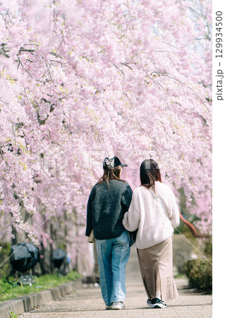 日中線しだれ桜と姉妹の後ろ姿 129934500