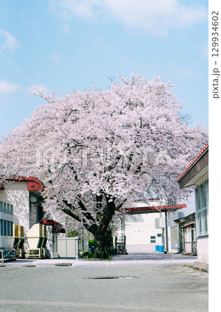 青空と建物と桜（ソメイヨシノ） 129934602