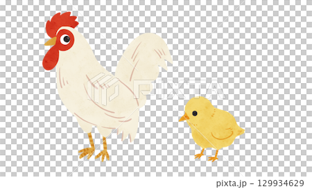 にわとり・ひよこの親子セット　水彩風手描きイラスト 129934629