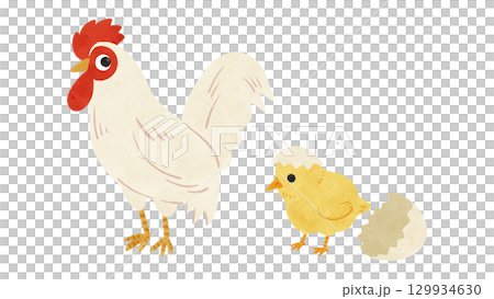 Chicken and chick parent and child set, watercolor hand-drawn illustration Chicken and chick parent and child set, watercolor hand-drawn illustration 129934630