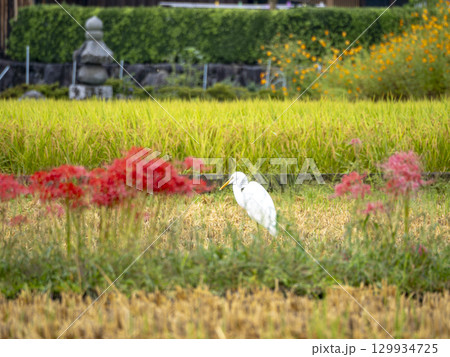 彼岸花咲く田んぼに佇む白鷺 彼岸花咲く田んぼに佇む白鷺 129934725