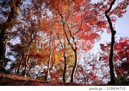 美しい紅葉を見上げた風景 美しい紅葉を見上げた風景 129934732