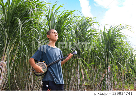 サトウキビと三線 サトウキビと三線 129934741