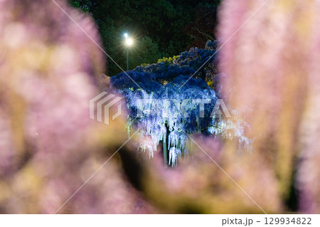 あしかがフラワーパークの大藤ライトアップ 129934822