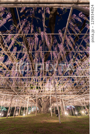 あしかがフラワーパークの大藤ライトアップ 129934824