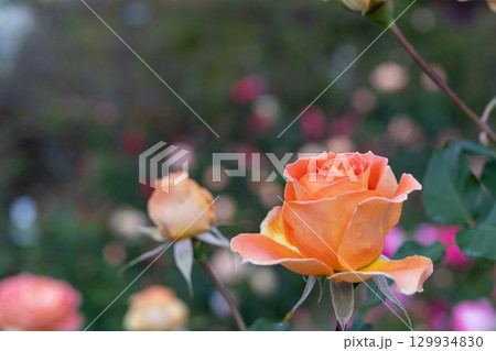 秋のバラ園に咲くオレンジの薔薇 129934830