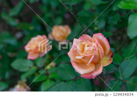 美しいオレンジ色の秋バラ 129934834