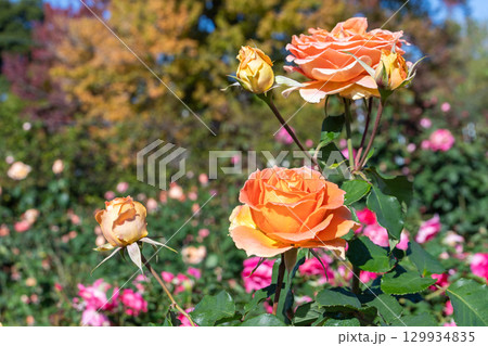 秋のバラ園に咲くオレンジ色のバラ 秋のバラ園に咲くオレンジ色のバラ 129934835