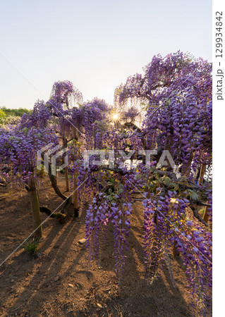 夕日に照らされる藤の花 129934842