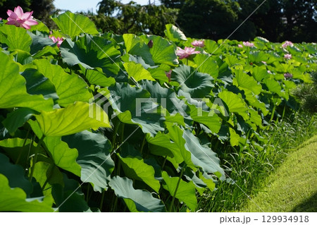 日本の夏、7月に横浜の日本庭園で咲くピンクの蓮の花 129934918