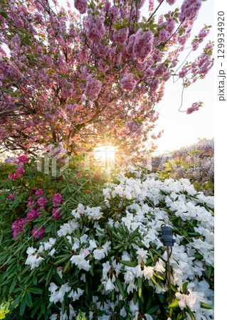 あしかがフラワーパーク 夕日に照らされる八重桜と石楠花 129934920