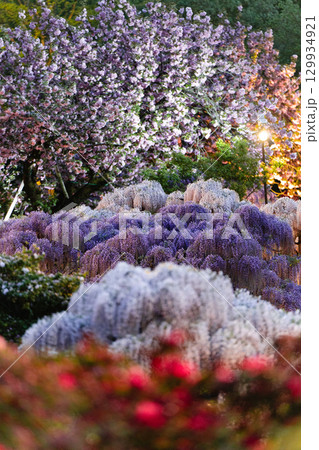 あしかがフラワーパークの藤と八重桜の競演 129934921
