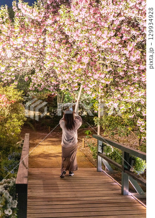あしかがフラワーパーク 八重桜を撮影する女性の後ろ姿 129934928