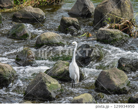 シラサギ（コサギ）　枚方市天野川 129934950