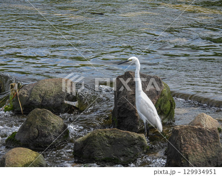 シラサギ（コサギ）　枚方市天野川 129934951